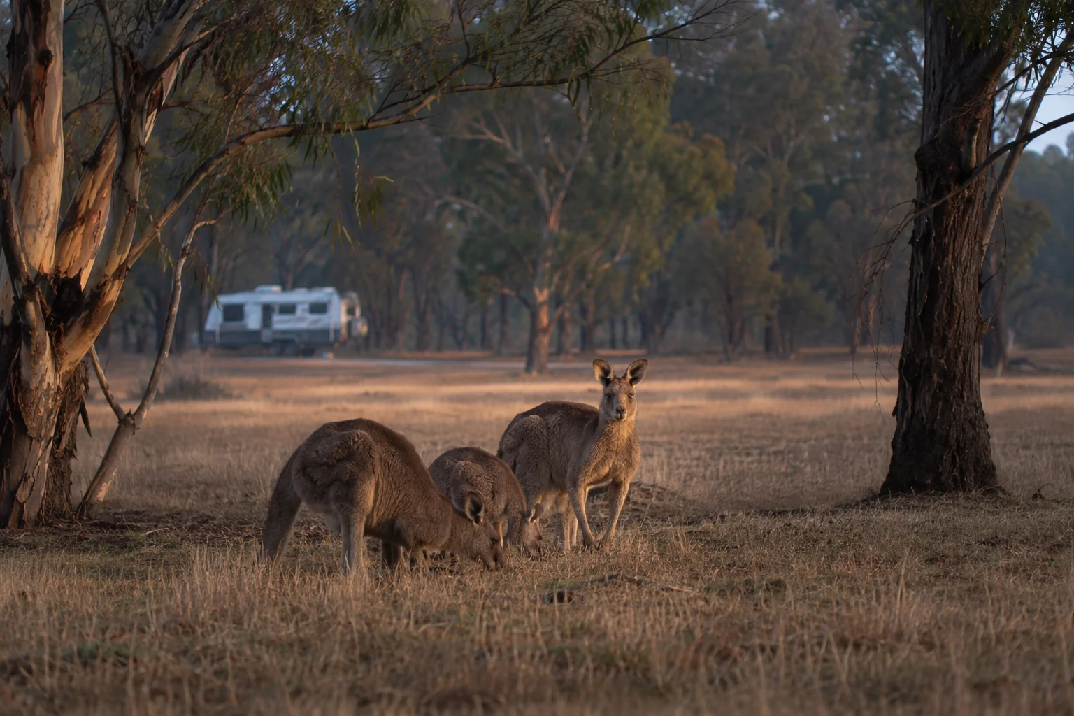 Kangaroos beside a rural road at dusk